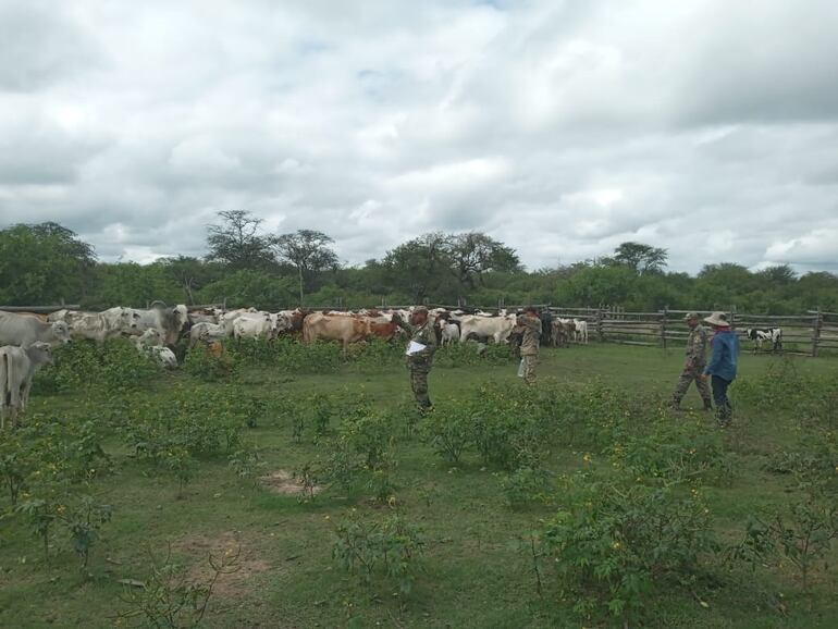 Los 146 animales robados de la estancia Vira y recuperados del poder de las tres personas imputadas deberán afrontar el juicio oral y publico.