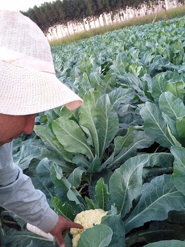 Los pequeños productores piden apoyo al MAG para garantizar sus cultivos.