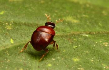 Los insectos terrestres más comunes, esenciales para la biodiversidad, como los escarabajos, las polillas y los saltamontes son los más abundantes, pero también los que más rápidamente están desapareciendo, según una investigación publicada este miércoles en Nature.
