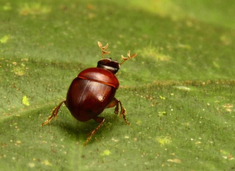 Los insectos terrestres más comunes, esenciales para la biodiversidad, como los escarabajos, las polillas y los saltamontes son los más abundantes, pero también los que más rápidamente están desapareciendo, según una investigación publicada este miércoles en Nature.