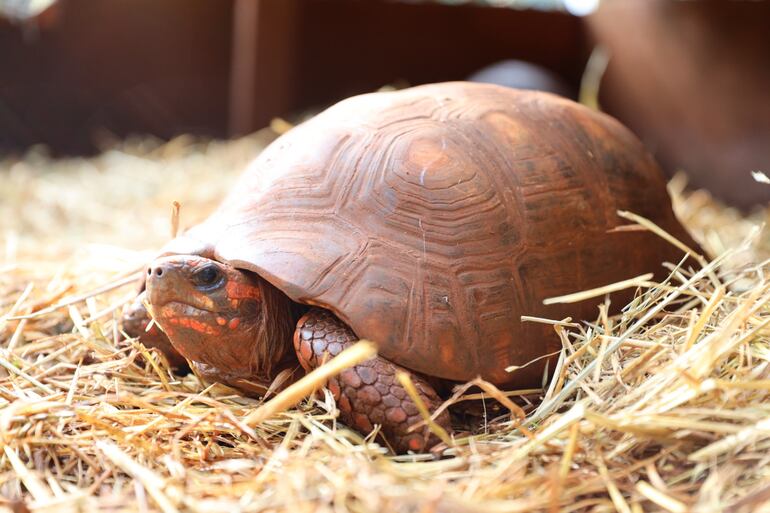 En Paraguay existen diferentes especies de tortugas: acuáticas, terrestres y de fango.