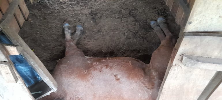 Muerte de caballos en San Pedro del Paraná.