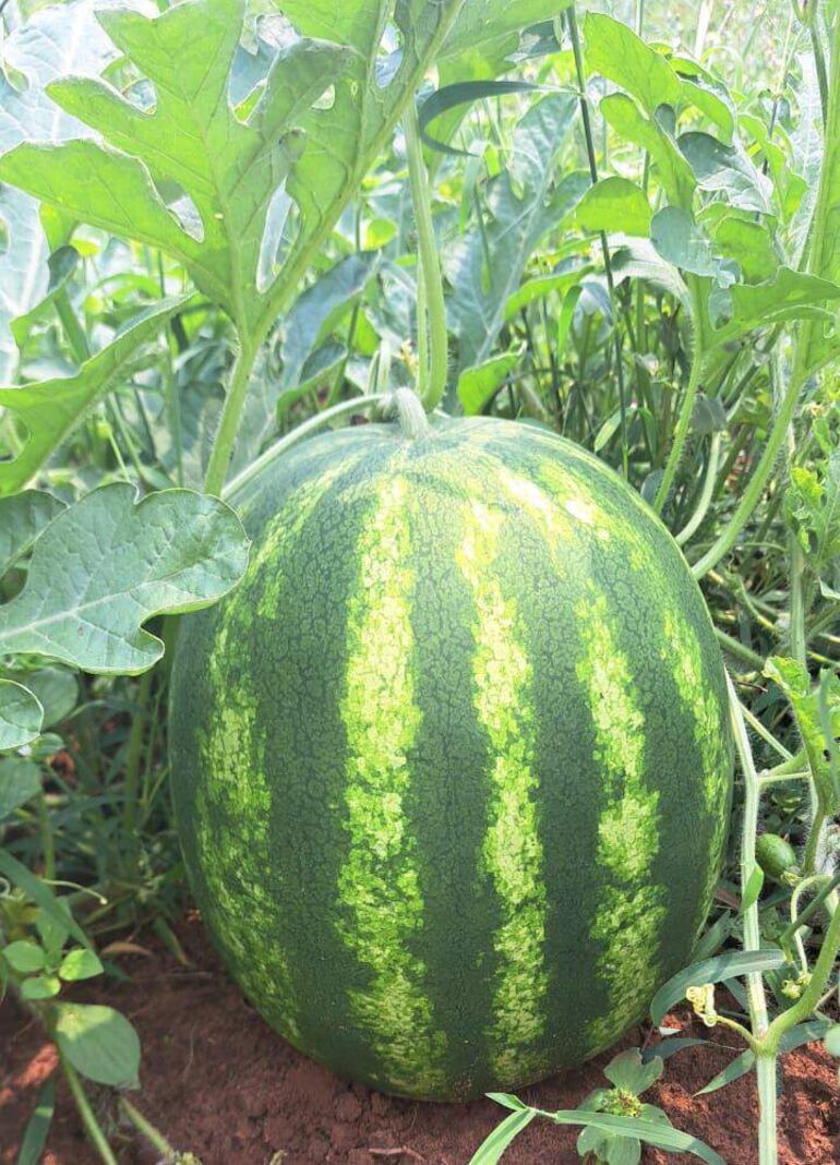 
Las frutas de la sandía son de primera calidad, a pesar de los inconvenientes climáticos y el ataque de plagas a las parcelas 