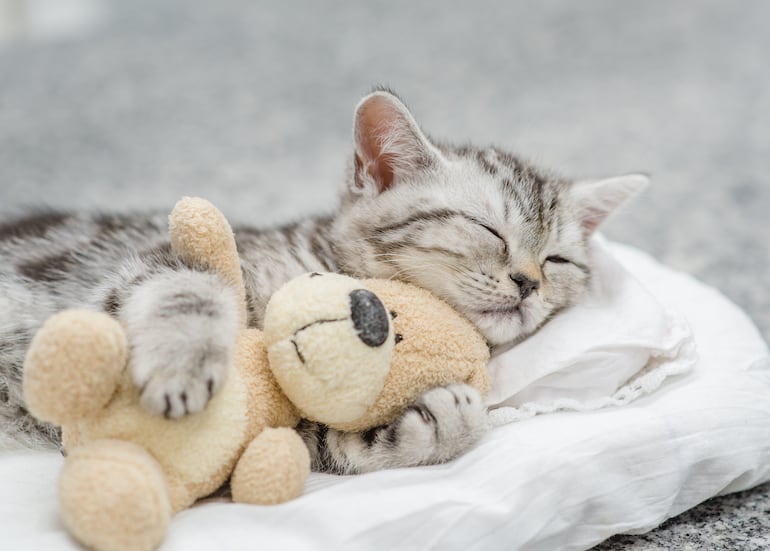 tierno gato durmiendo abrazado a un perrito de peluche