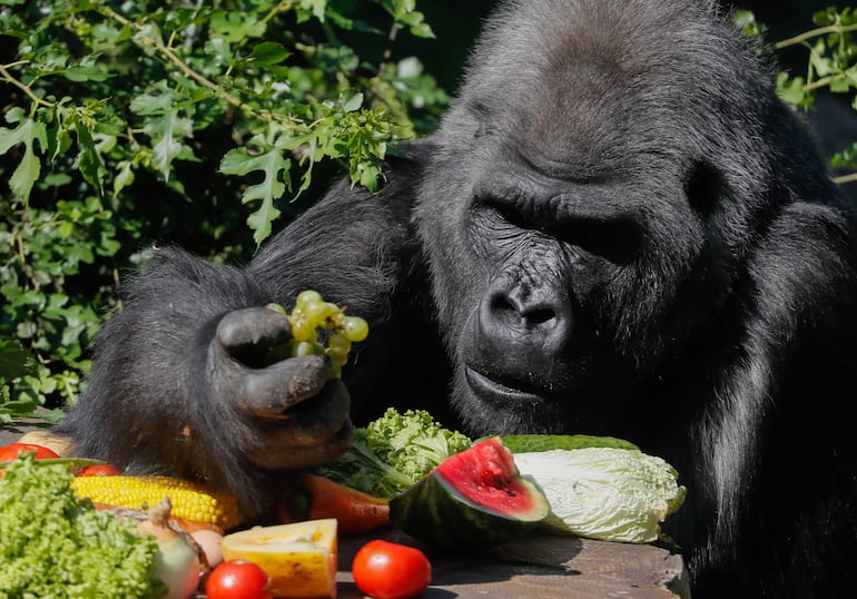 "Como funcionarios responsables de la protección de la vida silvestre, abusaron de sus cargos oficiales al participar en el tráfico de chimpancés, gorilas, okapis y otros animales silvestres protegidos en la RDC", detalló el comunicado, conocido en Kinshasa.