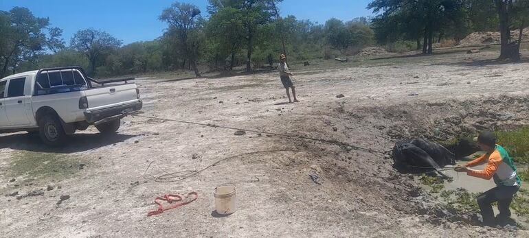 Un vehículo ayuda a sacar un animal vacuno atascado en el lodazal del tajamar, donde cayó en el intento de llegar a la poca reserva de agua que quedaba en su interior.