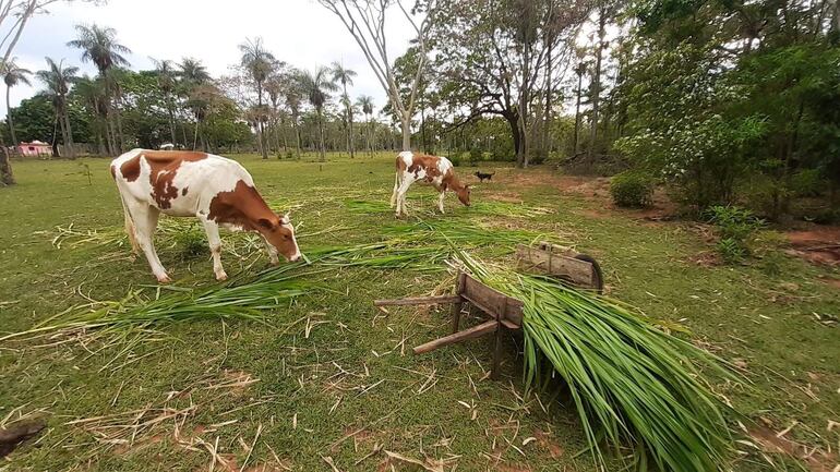 Hurtan dos vacas de una mujer en Carapeguá.