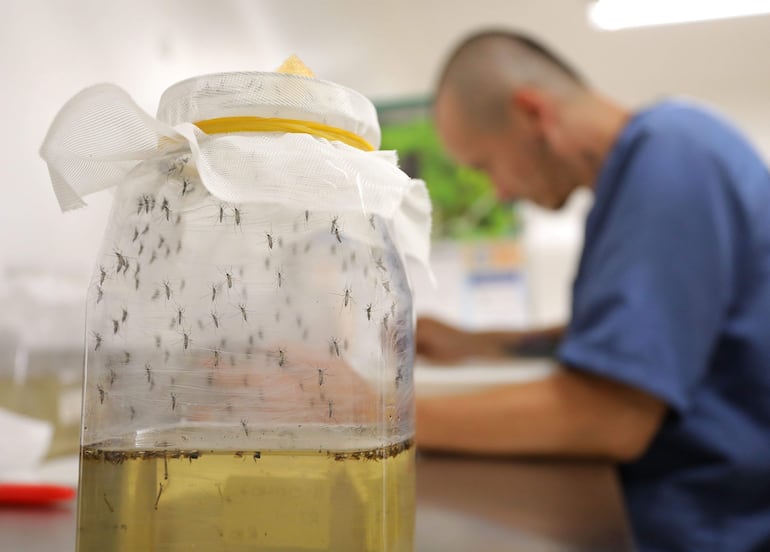 Un técnico de laboratorio trabaja junto a un frasco de mosquitos. El Ministerio de Salud insta a no descuidar las acciones de control de criaderos de mosquitos, sobre todo después de las lluvias, a los efectos de impedir una explosión de casos de la enfermedad.