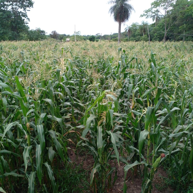 Plantación de maíz del agricultor, Elizardo López en el asentamiento Belén distrito de Tacuaras.