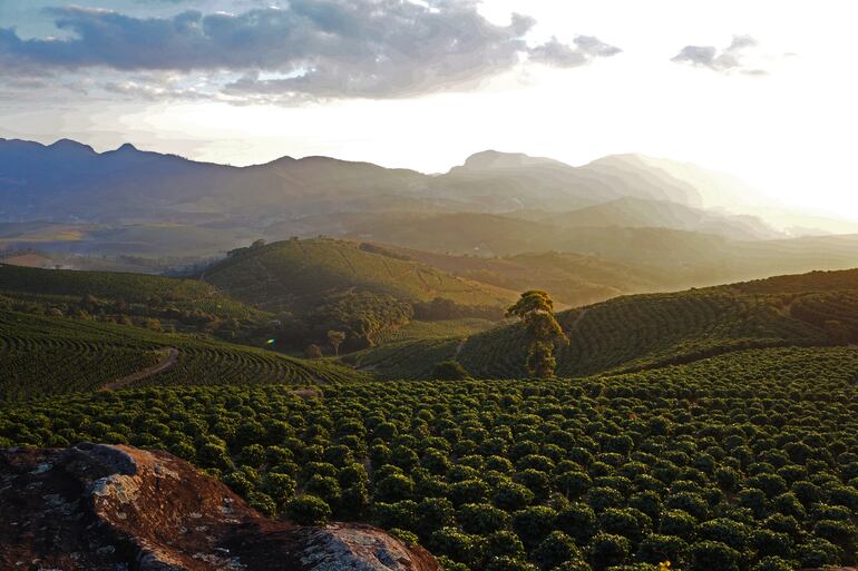 Cafetales de Minas Gerais, Brasil.