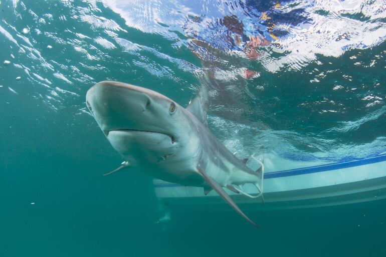 Imagen ilustrativa: un tiburón de punta negra.