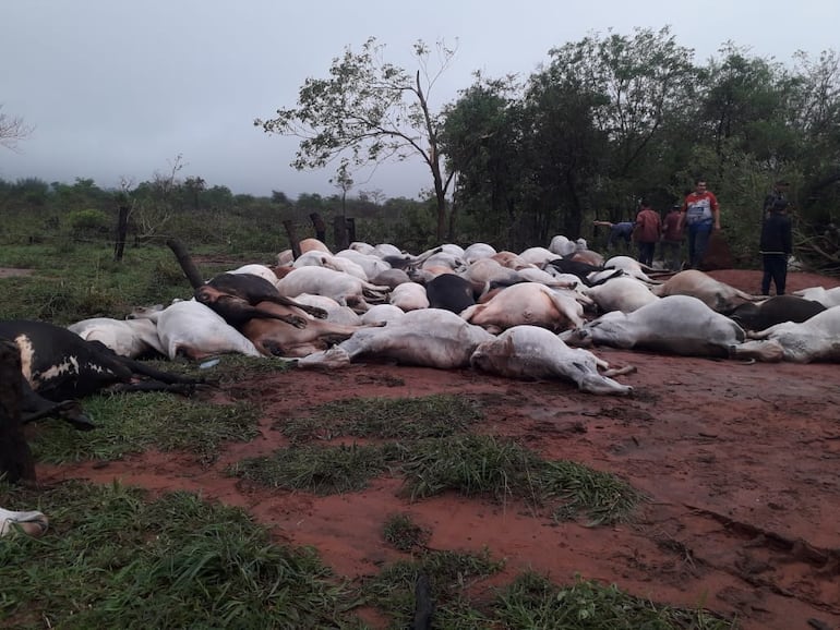 Mueren alrededor de 80 animales vacunos por caída de rayo en Canindeyú.