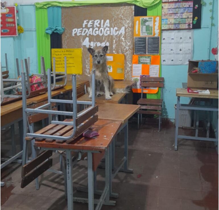 Un perrito también tuvo que ser rescatado en medio del agua que ingresó a una escuela en Mariano Roque Alonso.