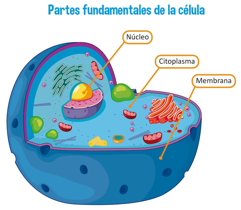 Partes fundamentales de la célula