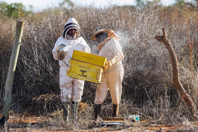 Se utilizan abejas para proteger cultivos en Kenia.