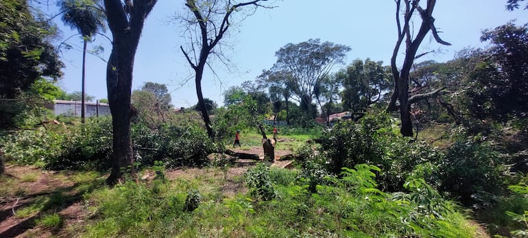 Vecinos de San Vicente denunciaron el derribo de casi la totalidad de los árboles del Bosque Urbano San Vicente por parte de obreros privados para la construcción de un supermercado mayorista.