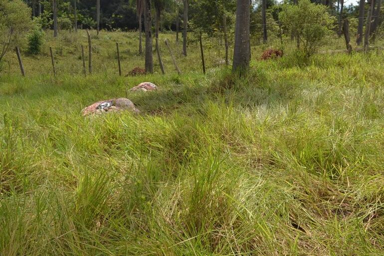 Abigeato genera gran perjuicio económico a pequeños y grandes productores de ganado en el departamento de Paraguarí.