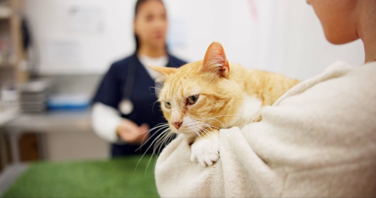 Gato en el veterinario.