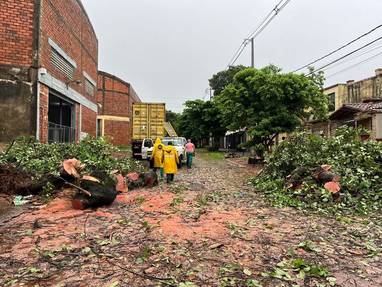 Árboles de gran porte cayeron en varios puntos de Asunción. La Dirección de Servicios Urbanos procedió a la poda y despeje.