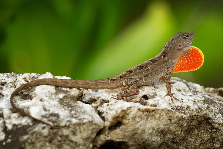 Lagarto Anolis Sagrei