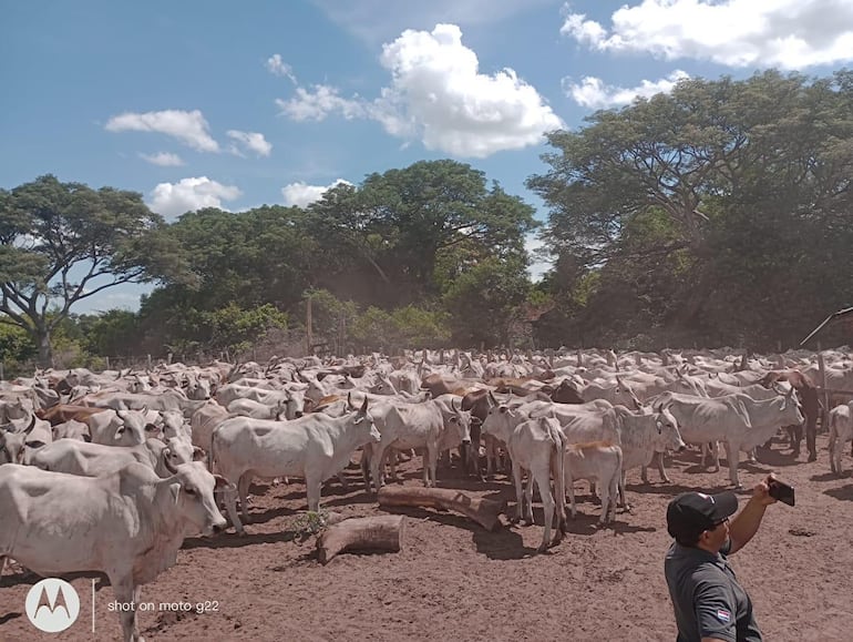 El abigeato sigue siendo un dolor de cabeza para los pequeños y grandes ganaderos de Ñeembucú.