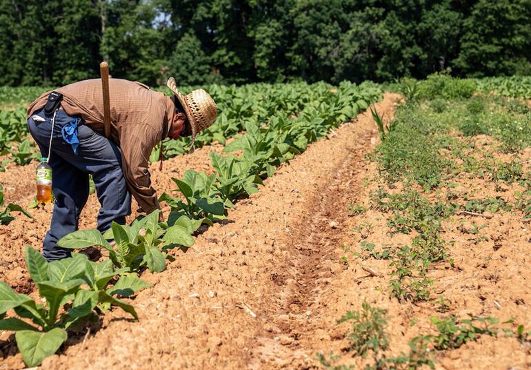 A  nivel global, el FEN puede disminuir los rendimientos de cultivos básicos y proteína animal, pero también muchos otros relevantes para una dieta integral.