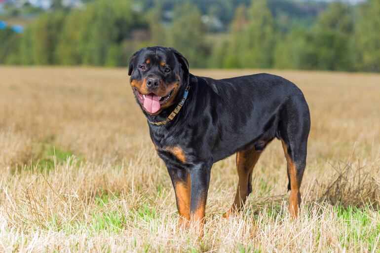 Perro de raza Rottweiler.