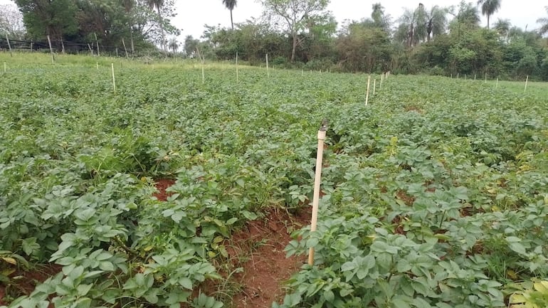 La producción de papa se beneficia con la bondadosa lluvia.