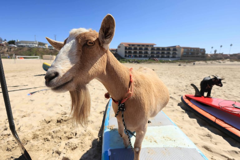 Grover es otro "profesor" de surfing en Pismo Beach, California.