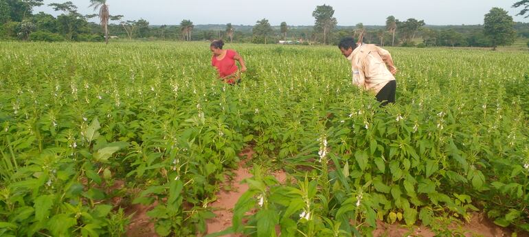 Los productores en estos momentos se encuentran trabajando en la limpieza de las parcelas del producto