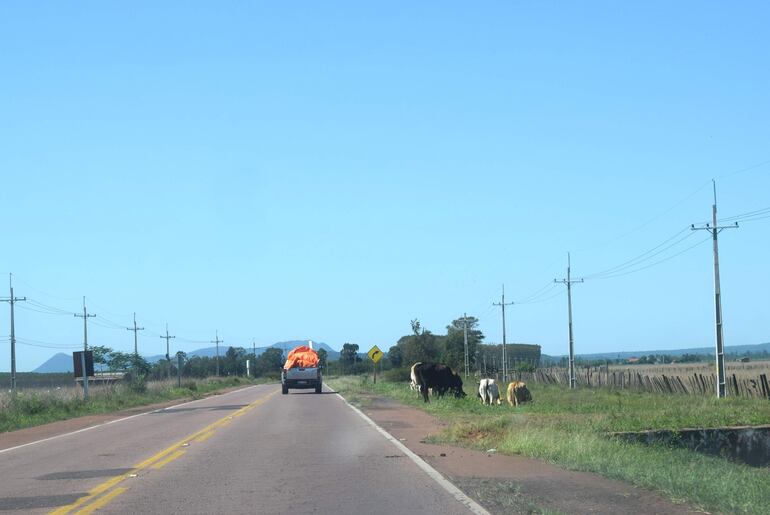 Los animales sueltos al costado de la ruta PY01, forma parte del problema vial en la zona de Paraguarí, que el MOPC debe solucionar.