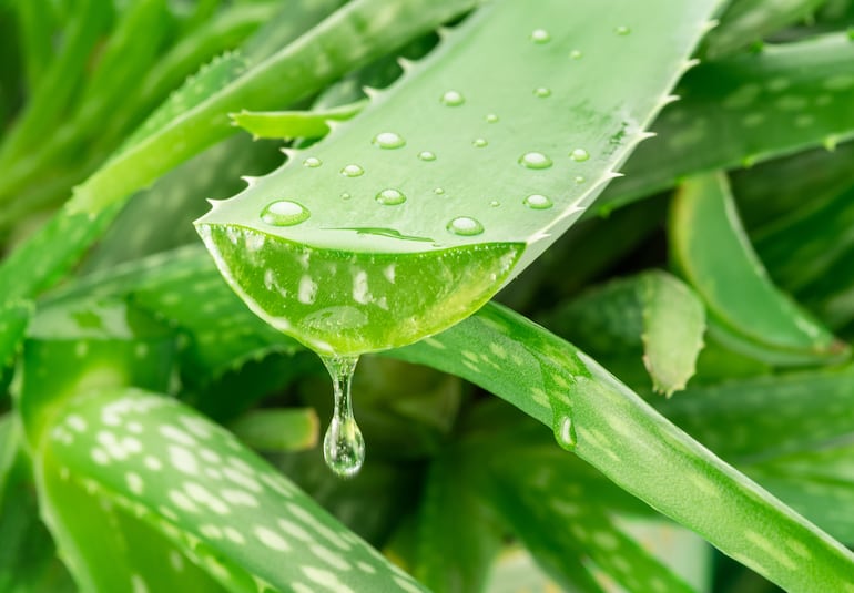 El gel de aloe vera tiene propiedades antiinflamatorias, hidratantes y refrescantes que pueden ayudar a calmar y curar quemaduras menores, incluidas las quemaduras solares.