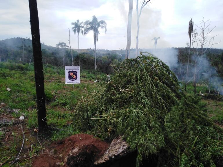 Los agentes cortaron las plantas y luego las amontonaron para finalmente prenderle fuego.