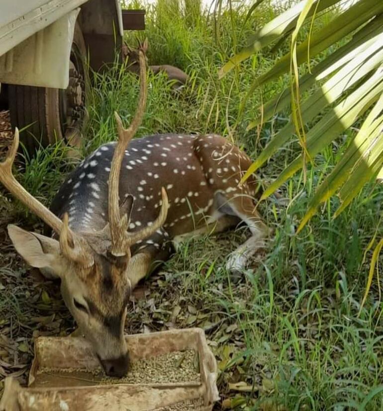 Uno de los venados de Mburuvicha Róga, que forman parte de los animales silvestres que habitan en el lugar.