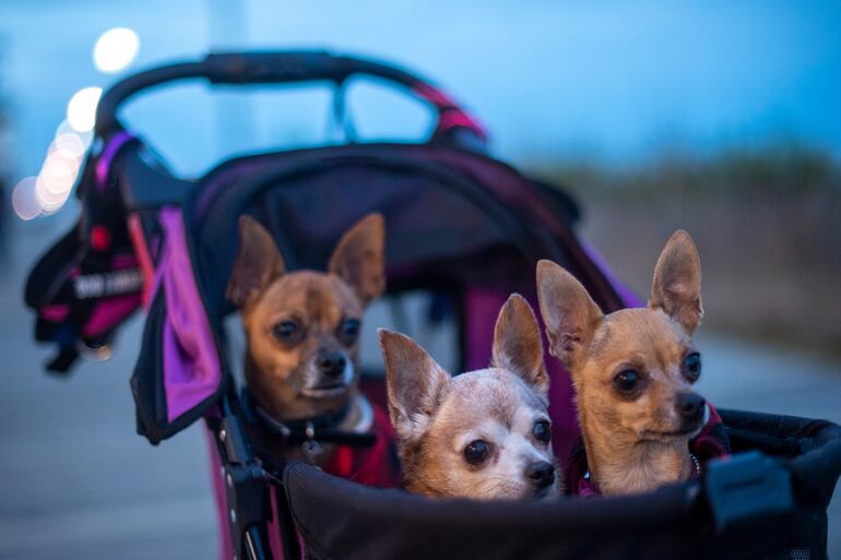 Tres chihuahuas en un carrito para bebés. La llegada de un bebé a casa es un momento de alegría, pero también puede generar celos en nuestras mascotas, especialmente en los perros. Los cambios en la rutina familiar y la atención que reciben los nuevos miembros pueden hacer que algunos perros se sientan inseguros y, en algunos casos, sean propensos a morder.