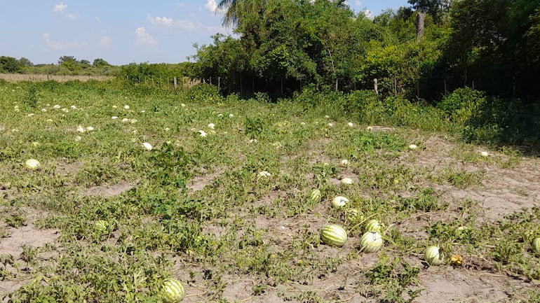 Los efectos de las altas temperaturas y la falta de lluvias ocasionaron pérdidas económicas a los productores de sandía de Ñeembucú.