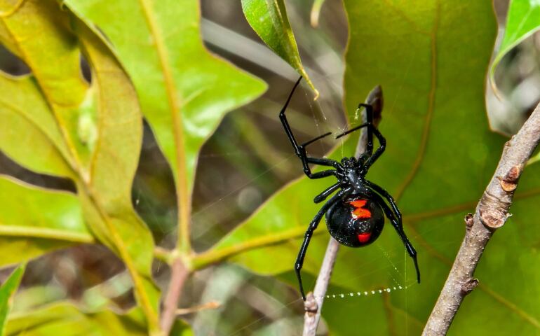 Se insta a recurrir de manera urgente a un control médico en caso de picadura de alguna alimaña como  araña o alacrán.