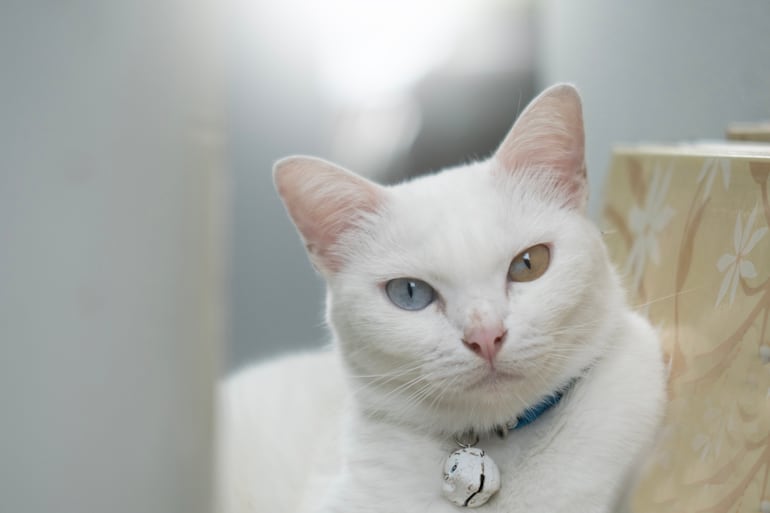 Khao Manee. Conocido también como “ojo de diamante”, este gato se distingue por su pelaje blanco, puro, corto y suave.