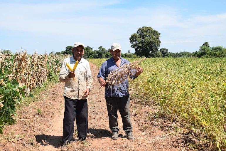 Soja y maíz en la finca de un miembro del comité El Porvenir de San Roque. Demuestran que la soja también es rentable para la agricultura familiar.