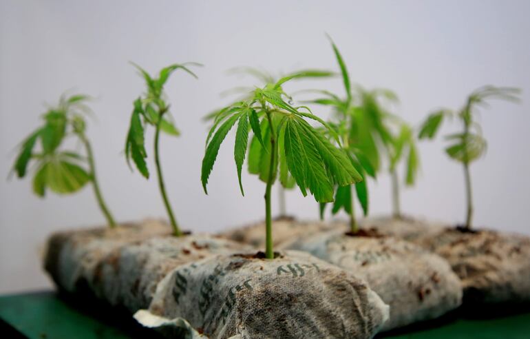 Plantas de cannabis.