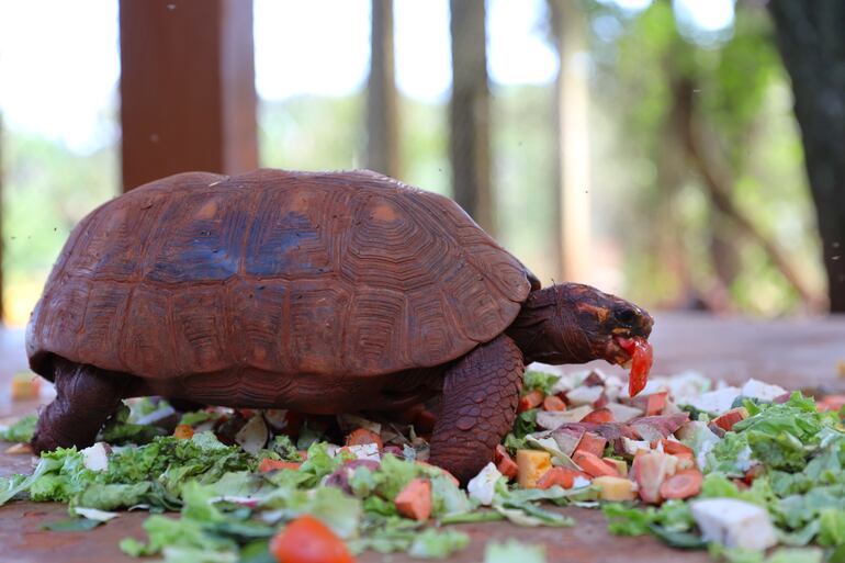 La gran mayoría de las especies de tortugas están en peligro de extinción.