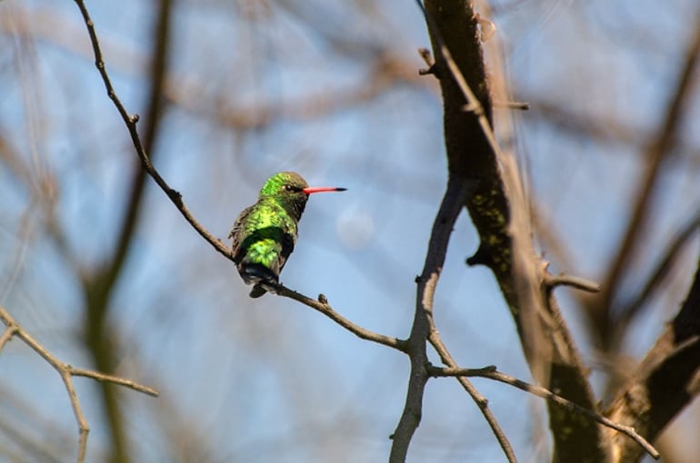 Un colibrí retratado por Roberto Fábregas en una fotografía que formará parte de "Colores en el cielo".