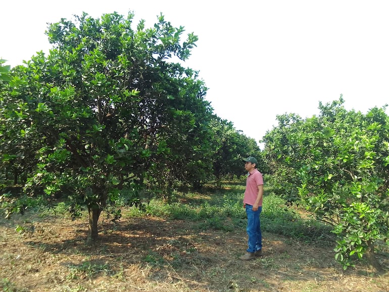 
La producción de la naranja de este año ya fue comercializada casi el 100%, según explicaron.