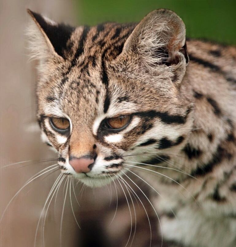 El tirica "chaqueño" también forma parte de la familia de pequeños gatos que habitan la región occidental. 