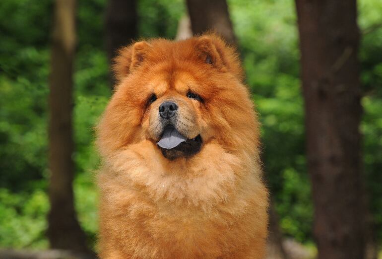 Perro de raza Chow Chow.