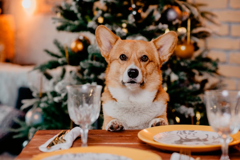 Se acercan las fiestas de Nochebuena y Año Nuevo y en la mesa paraguaya no pueden faltar las comidas tradicionales que deleitan nuestros paladares, pero también llaman la atención de nuestras mascotas.