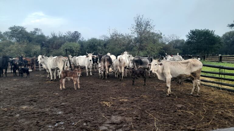 Las lluvias no solo empeoran las condiciones de los caminos de tierra, también afecta a los corrales de las estancias.