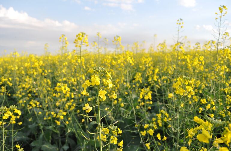 El área de siembra de canola ha crecido en los años por convertirse en una opción para el invierno.