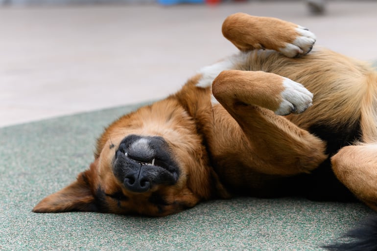 Perro duerme con el cuerpo ligeramente arqueado.