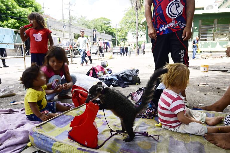 Un ejemplar de Coatí, también convive con los indígenas que llegaron desde Caaguazú, para exigir la titulación de tierras.